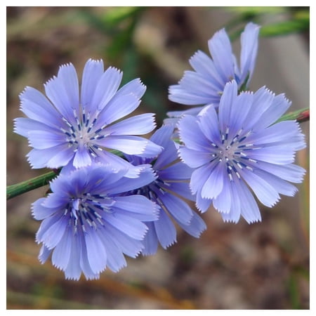 Everwilde Farms - 1 lb Chicory Garden Flower Seeds - Gold Vault Bulk Seed Packet