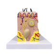 thumbnail image 2 of Skin Model, 35X Enlarged Anatomical Model Anatomy for Science, 2 of 5