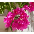 thumbnail image 4 of Magic Bougainvillea Plant Live for Planting, Dark Pink Tropical Bougainvillea Flowering Vine, 4-6 Inch Tall, No Pot, 4 of 6