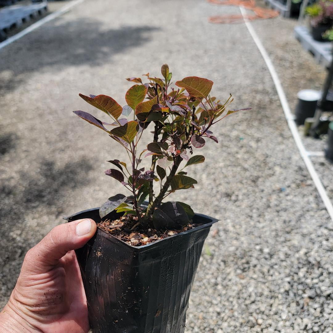 Velveteeny™ Dwarf Purple Smokebush ( cotinus ) - Live Plant ( 1 QT ) - Full Sun - Compact Habit