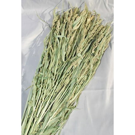 - Dried Mini Millet Length 18-20in. Light Green -- Single Bunch