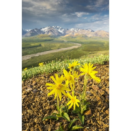 View of yellow Alpine Arnica on a steep slope with Polychrome Pass in the background at sunrise Denali National Park Summer Interior Alaska USA Stretched Canvas - Lynn Wegener  Design Pics (12 x (Best Delivery Park Slope)