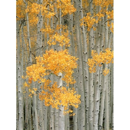 Aspen Grove Fine Art Aspen Grove, Fish Lake Plateau Near Fish Lake National Forest, Utah, USA Print Wall Art By Scott T. Smith ()
