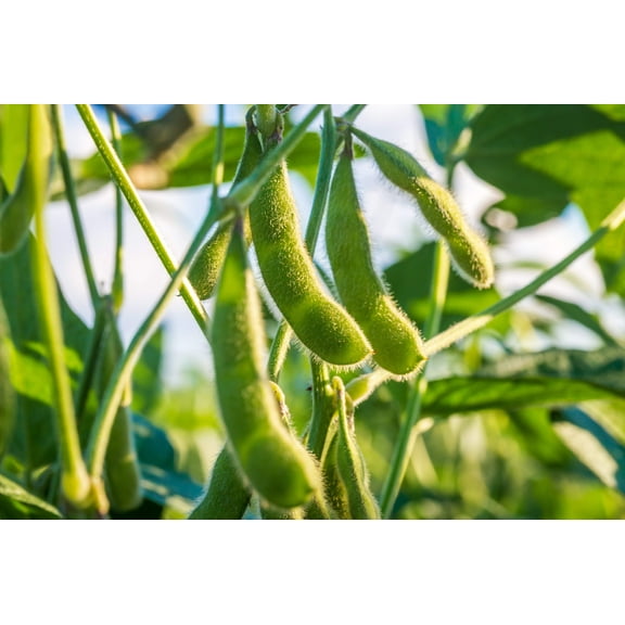 20 Seeds Buttery Edamame TOHYA SOYBEAN Pale Green Glycine Max Soy Bean Vegetable Seeds