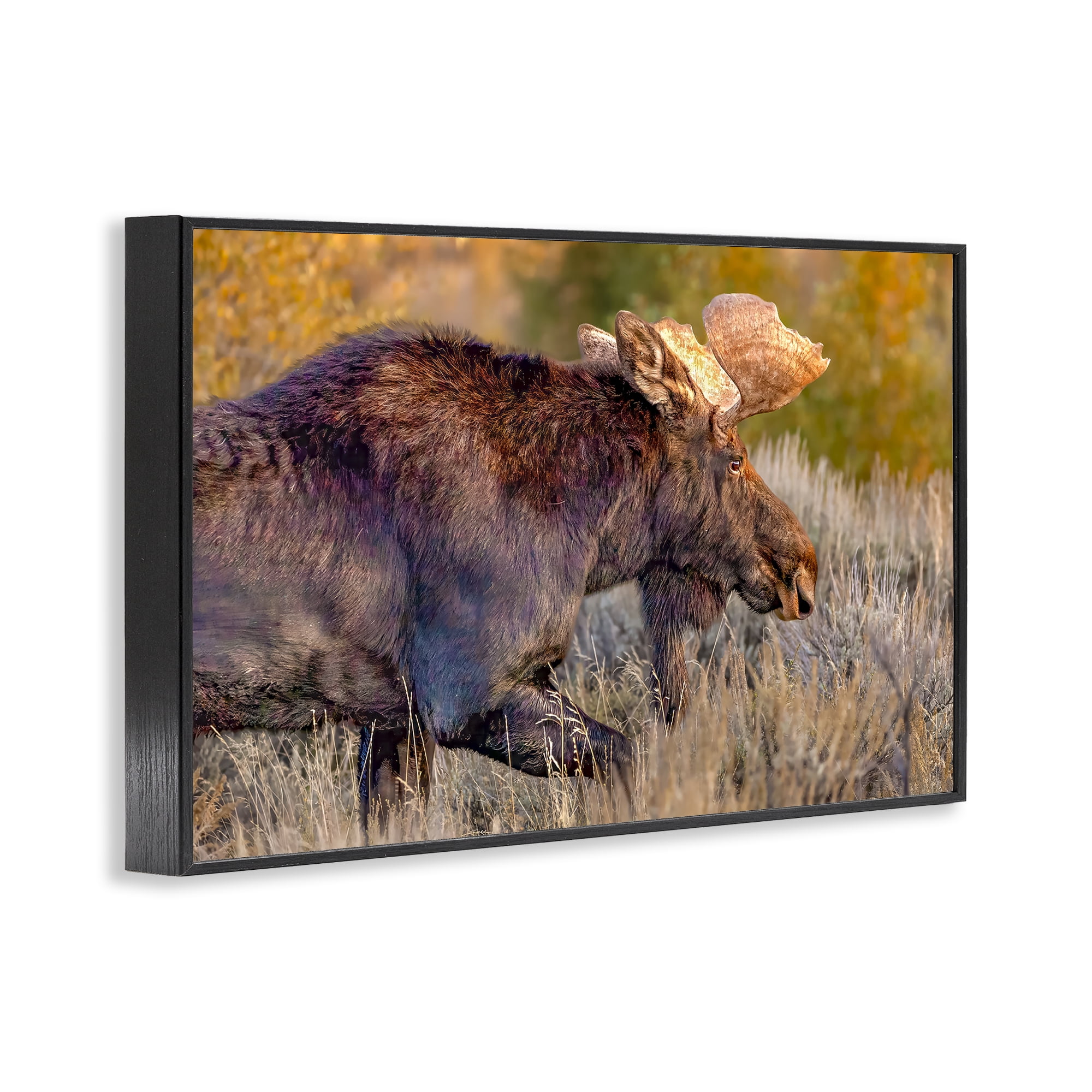 Stupell Industries Bull Moose At Dusk Black Framed Giclee Art, design by Shelley Carlisle