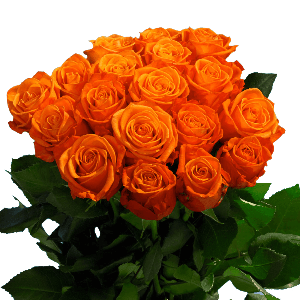 50 Orange Roses Flowers