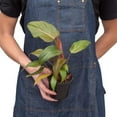 thumbnail image 4 of Philodendron 'Summer Glory', 2" Pot, Indoor Houseplant, Easy Care, Live Plant for Indoor & Outdoor, 4 of 8