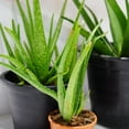 thumbnail image 5 of Aloe Vera Plant, Aloe Vera Small Live Plant, Succulent Houseplants 4 Inches Pot for Growing, 5 of 6
