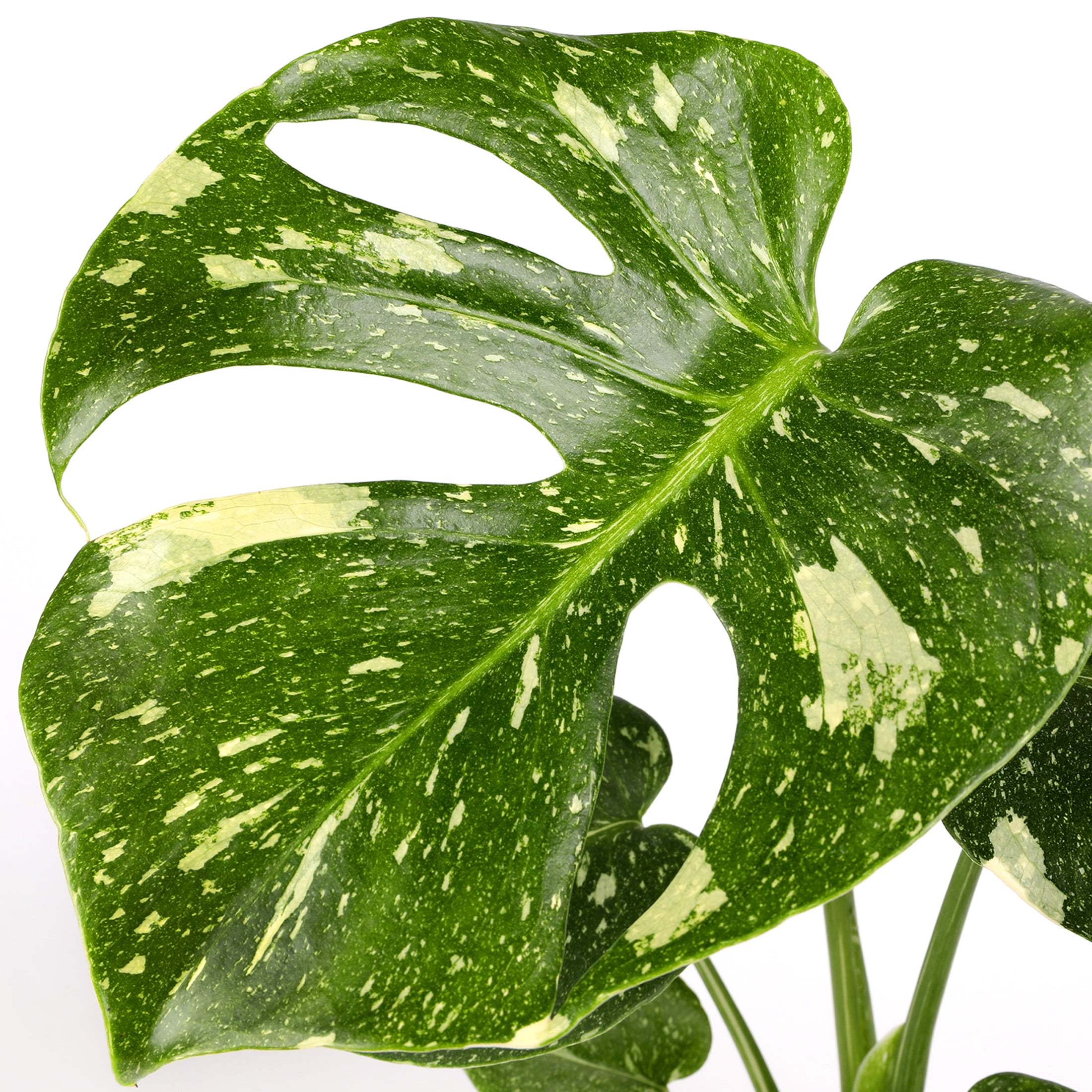 5IN Monstera Thai Constellation (Love You Edition) – Pink Hollywood
