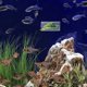 thumbnail image 4 of CHICHUMID Para Acuario Multiusos Para Betta Que Sirve Como Refugio Y Zona De Reproducción, 4 of 7