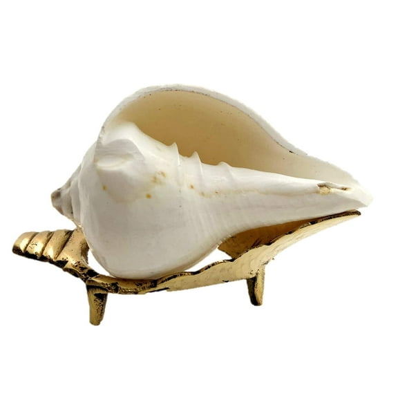 Natural Vamavarti shankh Conch Shell White with brass stand for pooja @ 3 inch By Indian Collectible