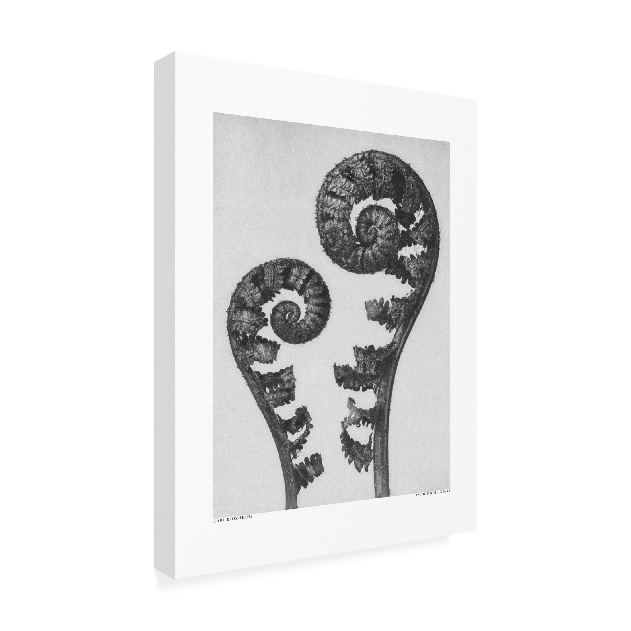 Trademark Fine Art Pictufy Aspidium Filix Mas Canvas Wall Art