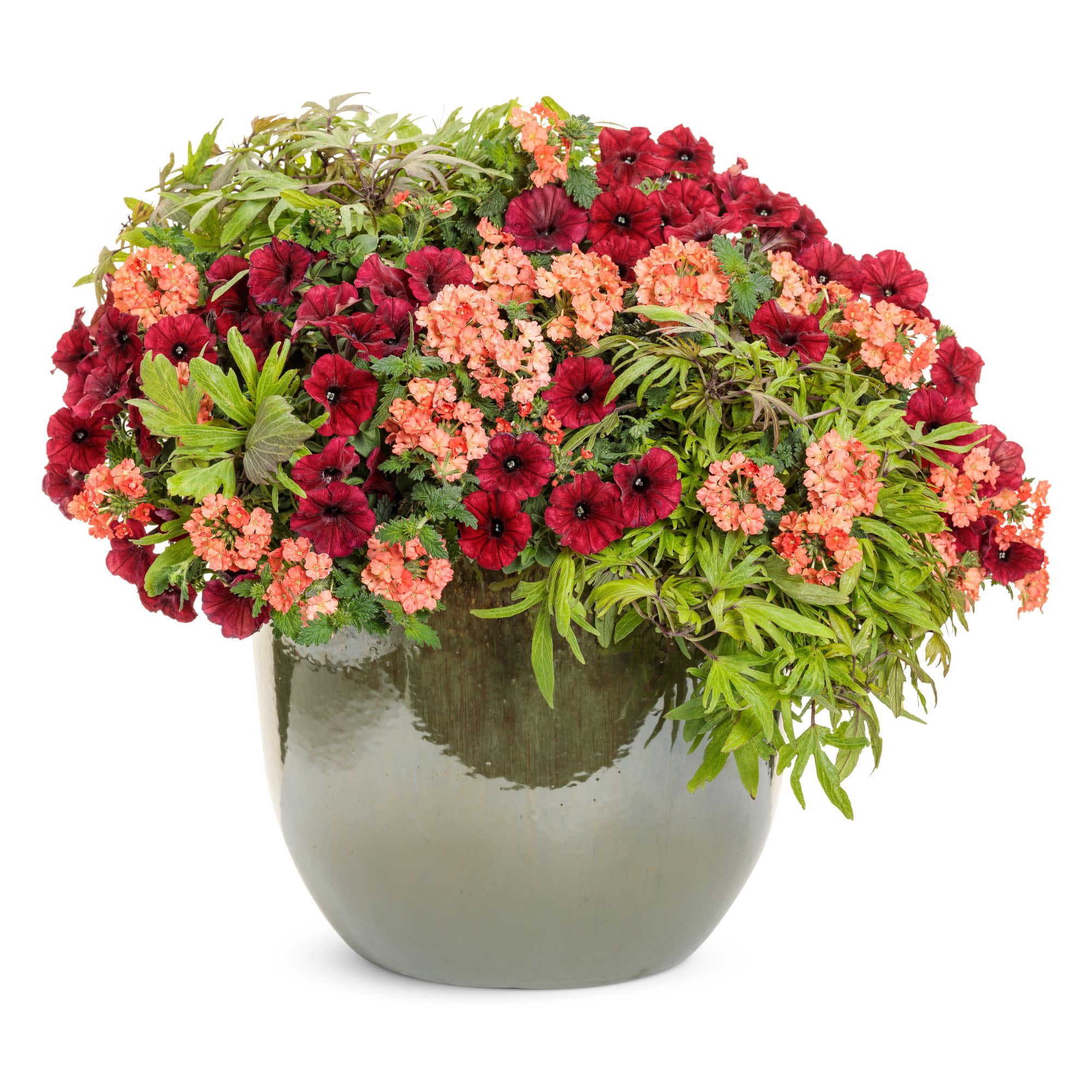 Proven Winners 4" Orange Superbena Peachy Keen Verbena Live Plant in 4.25" Pot (4 Count)