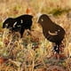 thumbnail image 4 of Paquete de 4 estacas de Metal para gallo y pollo, estacas para jardín y césped, 4 of 5