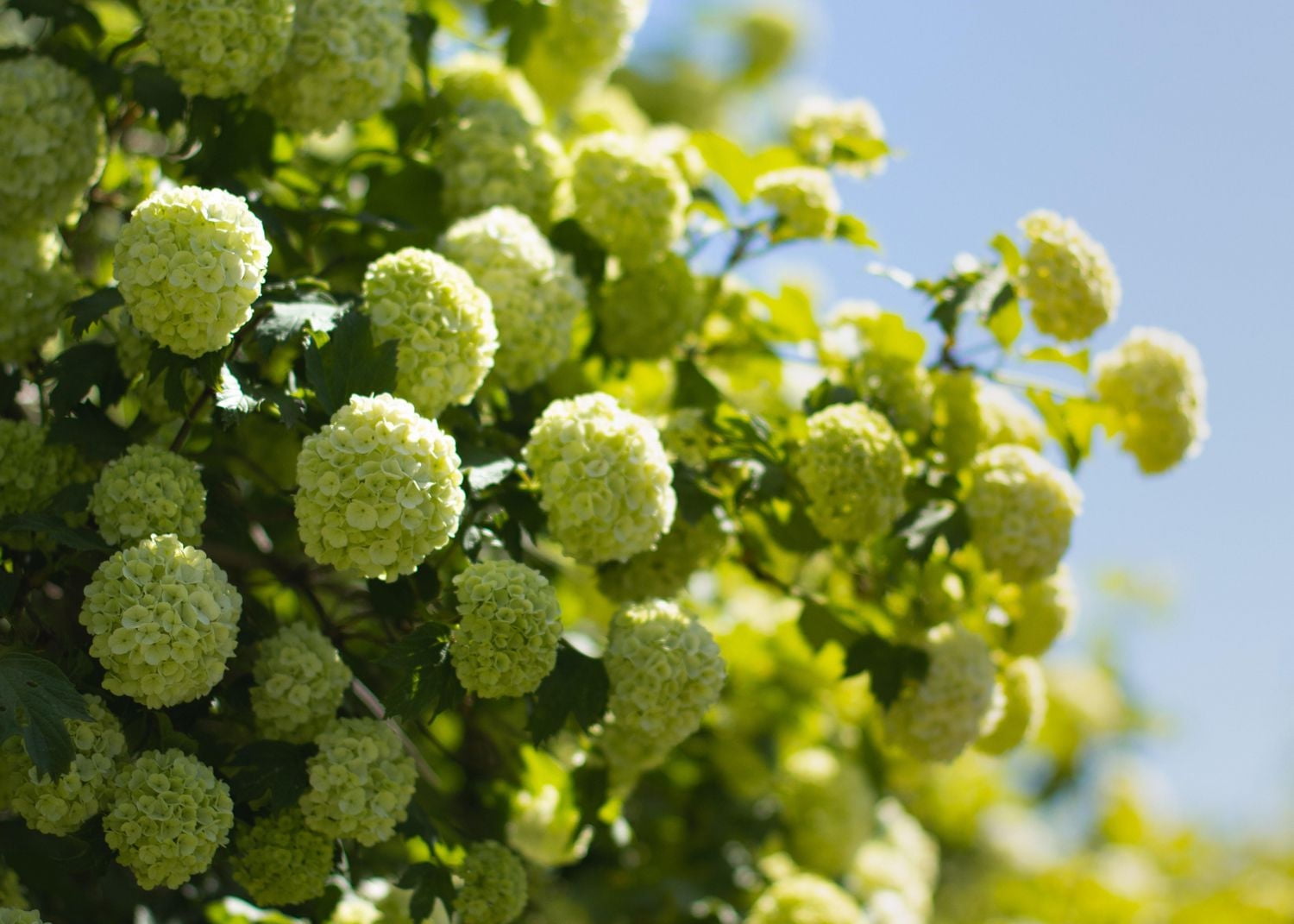 Ensemble de arbuste 6 contenants de 1 gallon (3,8 L) hortensia Annabelle