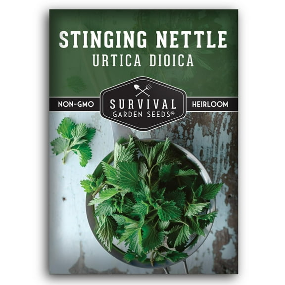 Stinging Nettle Seeds for Planting - Medicinal Herb Urtica Dioica - Common Stinging Nettles - Non-GMO Heirloom Open-Pollinated Herbal Remedy (1 Pack)