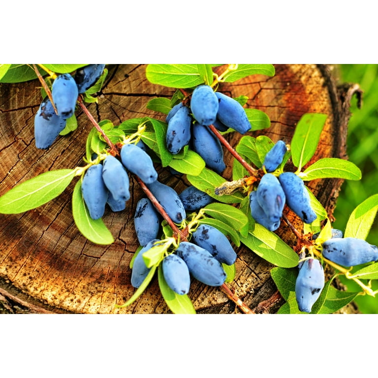 Seedville USA, 30 Seeds HONEYBERRY Blue Honeysuckle Lonicera Caerulea -  Walmart.com