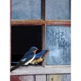 thumbnail image 3 of Vest, Chris 19x24 Black Modern Framed Museum Art Print Titled - Barn Swallows Window, 3 of 5