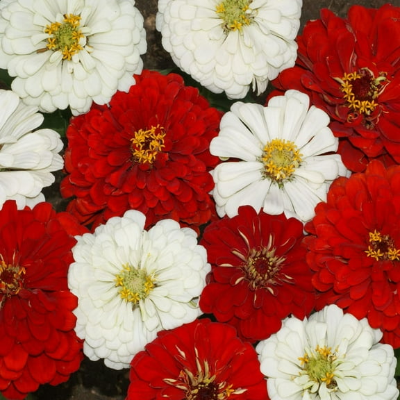 Annual Zinnia Red & White Stop Sign Flower Seed Mixture - 2000 Seeds