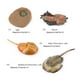 thumbnail image 4 of Bewildely 1 Juego de figuritas de insectos de Material plástico modelo de gusano de pala modelos de crecimiento temáticos de naturaleza Juguetes Educativos limulus NO10, 4 of 6