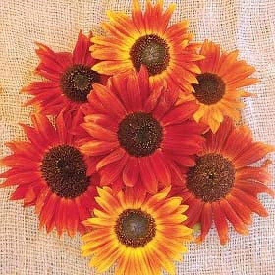 "Evening Sunset" Blend Sunflower Seeds for Planting | 50  Seeds | Orange, Yellows, Pinks, etc. Colors of The Setting Sun, Very Pretty
