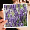thumbnail image 7 of 3drose, Field of Purple Flowers, 12 Greeting Cards with Envelopes, 7 of 7