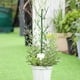 thumbnail image 4 of Abrazaderas doradas para plantas trepadoras - para Monstera, crecimiento de plantas de interior, abrazadera protectora, regalo para amantes de las plantas, 4 of 4