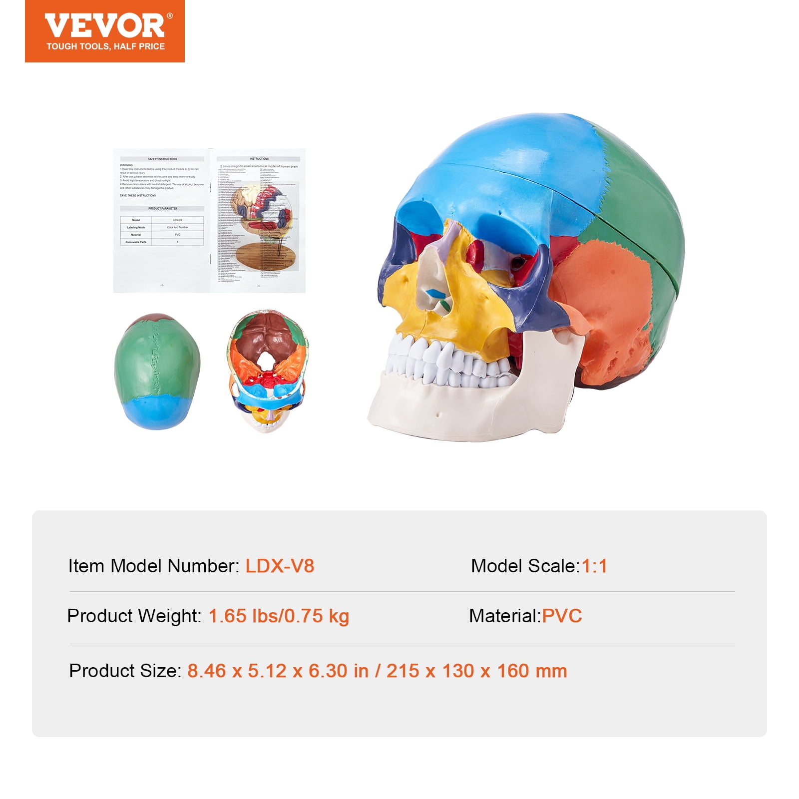 KFFKFF Human Skull Model Anatomical Skull Model 3 Parts 1:1 Colored Skeleton