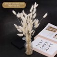 thumbnail image 3 of Jinsinto Rabbit Tail White Plants - Large Size - Dried Natural White, 3 of 4