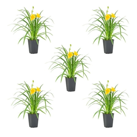 Expert Gardener 1QT Yellow Daylily Live Perennial Plant Sun 5 -Pack
