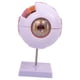 thumbnail image 4 of Modelo anatómico del ojo humano 4D desmontado identificar funciones del globo ocular modelo profesional de visualización del globo ocular para, 4 of 9