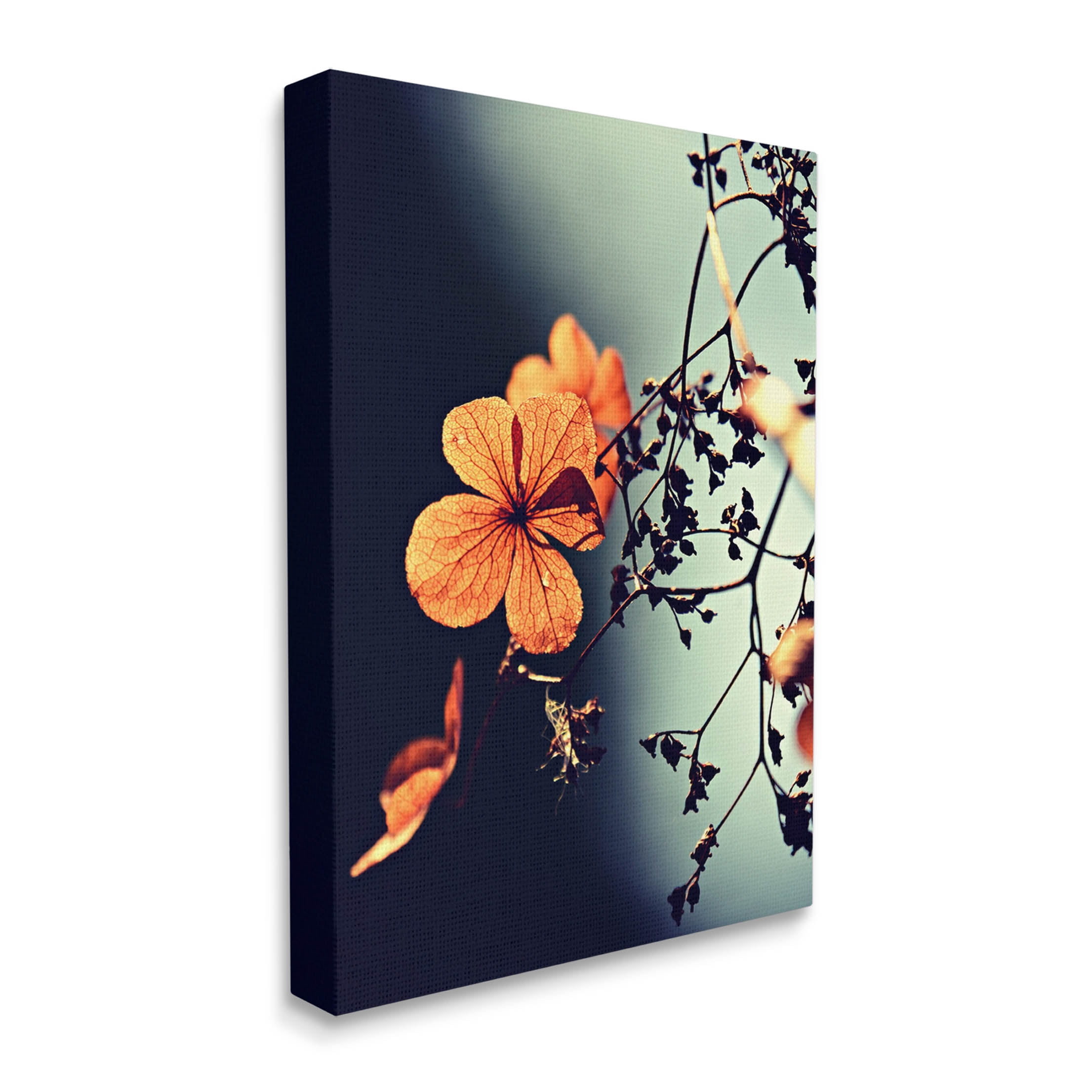 Stupell Industries Sunlit Detailed Floral Petals Photograph Gallery Wrapped Canvas Print Wall Art, Design by Lil' Rue