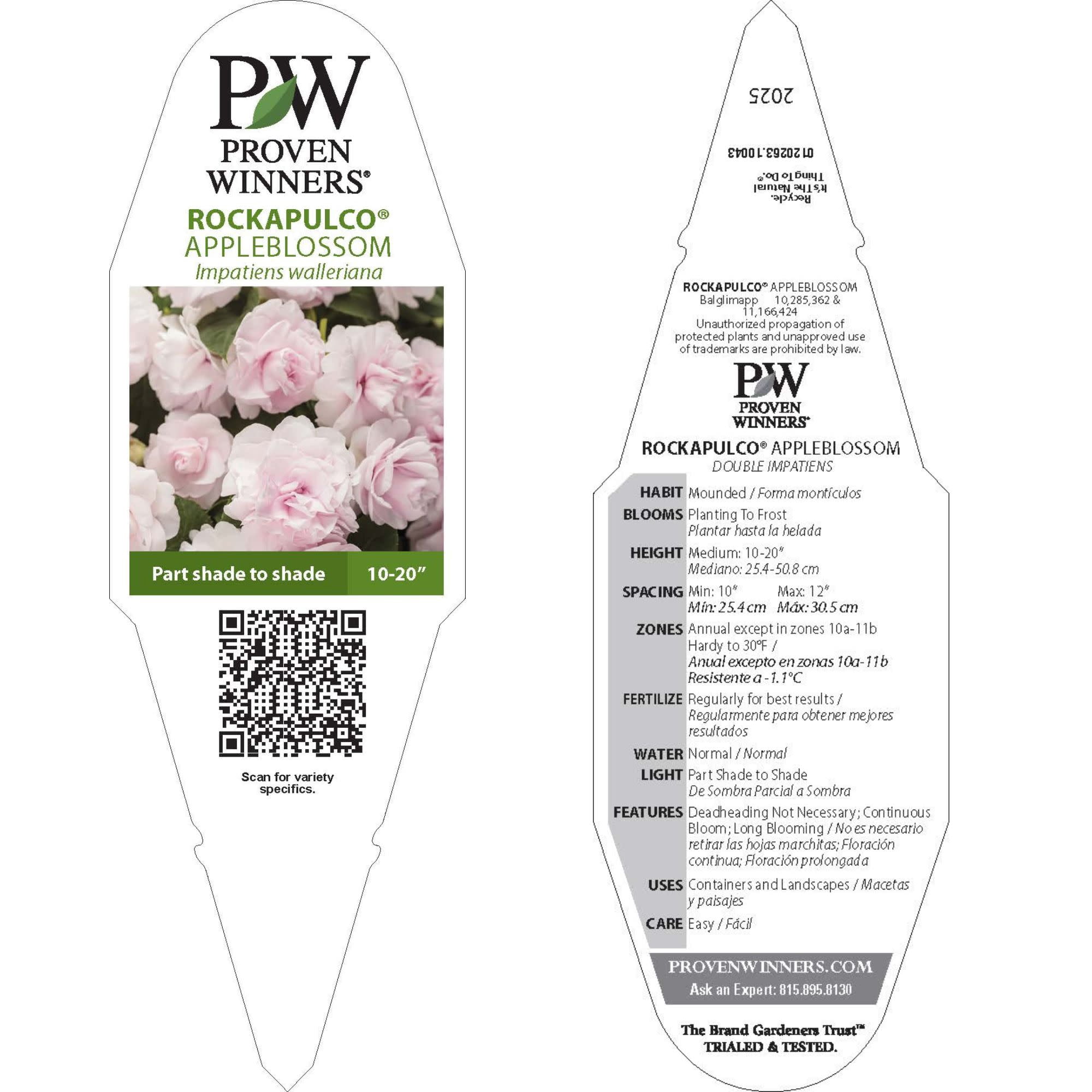 Proven Winners 4" Pink Rockapulco Appleblossom Double Impatiens Live Plant in 4.25" Pot (4 Count)