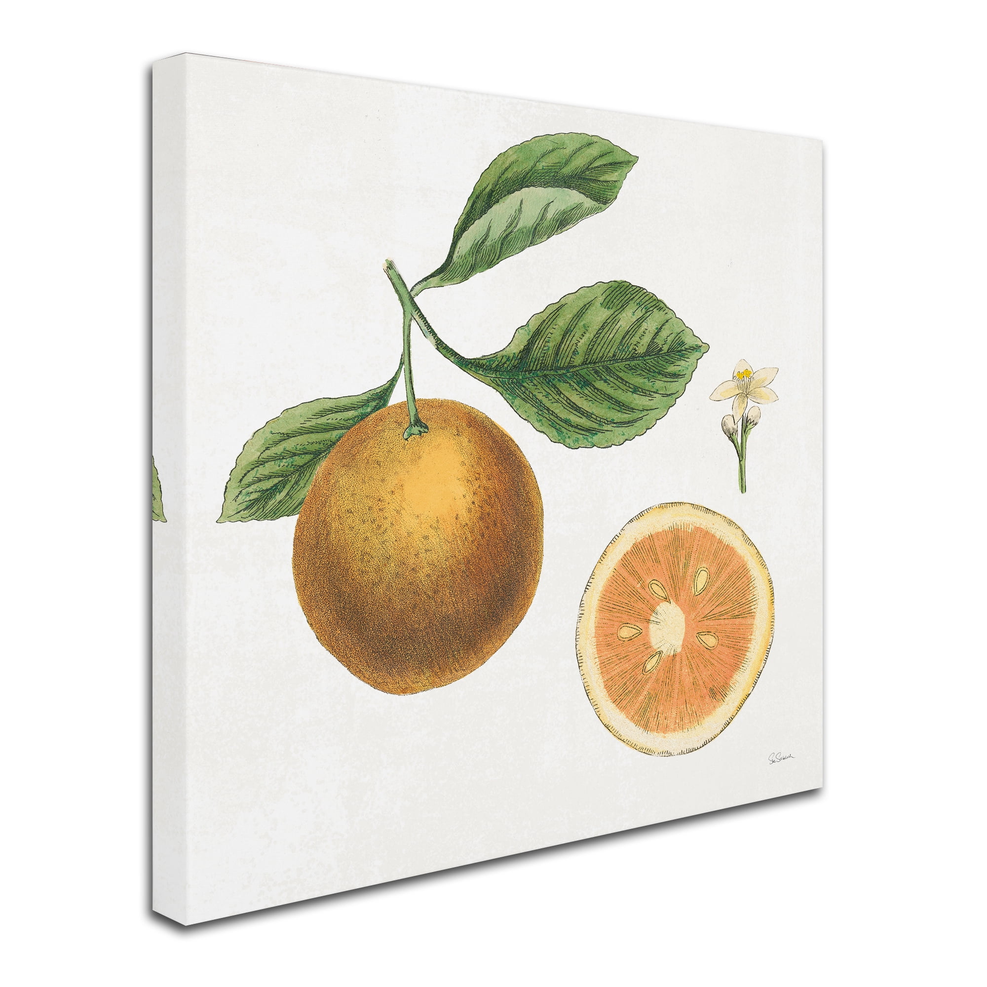 Trademark Fine Art 'Classic Citrus IV' Canvas Art by Sue Schlabach