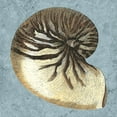 thumbnail image 3 of Vision Studio 12x12 Black Modern Framed Museum Art Print Titled - Stonewashed Shells III, 3 of 5