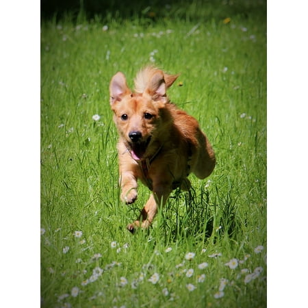 Canvas Print Pet Jump Animal Dog Motion Green Grass Run Stretched Canvas 10 x