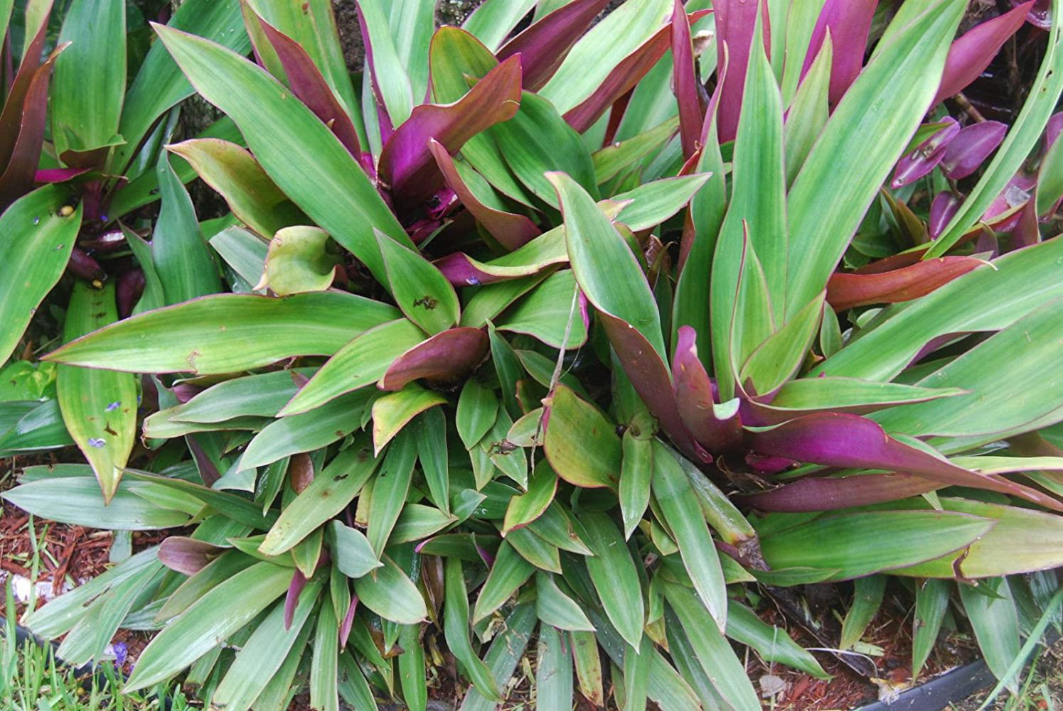 Oyster Plant Boat Lily Moses in Basket Tradescantia Spathacea Rhoeo 
