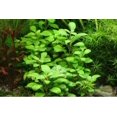 thumbnail image 1 of Lobelia Cardinalis Maceta Cardenal Planta de Acuario Viva de Agua Dulce Tropical., 1 of 1