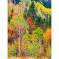 thumbnail image 2 of Gulin, Sylvia 19x24 White Modern Wood Framed Museum Art Print Titled - USA-Idaho-Highway 36 west of Liberty and hillsides covered with Canyon Maple and Aspens in autumn, 2 of 4