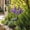 Purple-PP, variant on Solar Flower Lights, Outdoor Garden Stakes, 74cm LED Lycoris Sunflower Lavender Decor for Patio Pathway