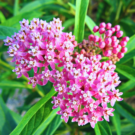 2 Butterfly Milkweed Plants Live, Swamp Pink Milkweed Live Plants, Asclepias Tuberosa Plants, 4-9" Height for Outdoor Planting