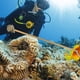 thumbnail image 2 of Varilla de buceo Gold Scuba Point con cordón para aventuras submarinas. Sirena de buceo de aluminio de colores, 2 of 5