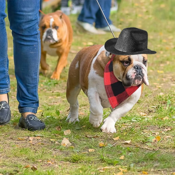 Bulldog cowboy cheap hat