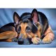 thumbnail image 1 of Wdftyju Perro acostado 5D DIY Diamond Painting Kits Full Square Drill Mosaic (40x50cm) Wdftyju 7qd0vd3hb5uh4ld4D03, 1 of 9