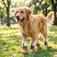 thumbnail image 3 of 4PC Dog Shoes for Small Dogs, Dog Boots Paw Protector, Anti- Sole Booties for Winter Snow, Hardwood Floors Walking, Comfort Warmth Dog Footwear for Small Breeds, 3 of 8