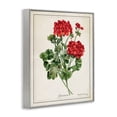 thumbnail image 2 of Stupell Industries Transitional Vivid Red Geranium Blossoms Gray Framed Giclee Art, 24 x 30, by Danielle Murray, 2 of 7