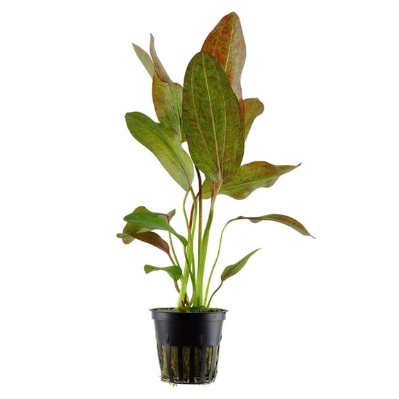Canton Aquatics Amazon Sword Echinodorus Red Rose - Vibrant Aquatic Plant for Freshwater Aquariums - Enhances Tank Aesthetics - Rooted in 2" Pot BUY2 GET1 FREE