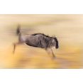 thumbnail image 2 of Morris, Arthur 32x23 Gold Ornate Wood Framed with Double Matting Museum Art Print Titled - Kenya, Masai Mara Abstract blur of wildebeest, 2 of 4