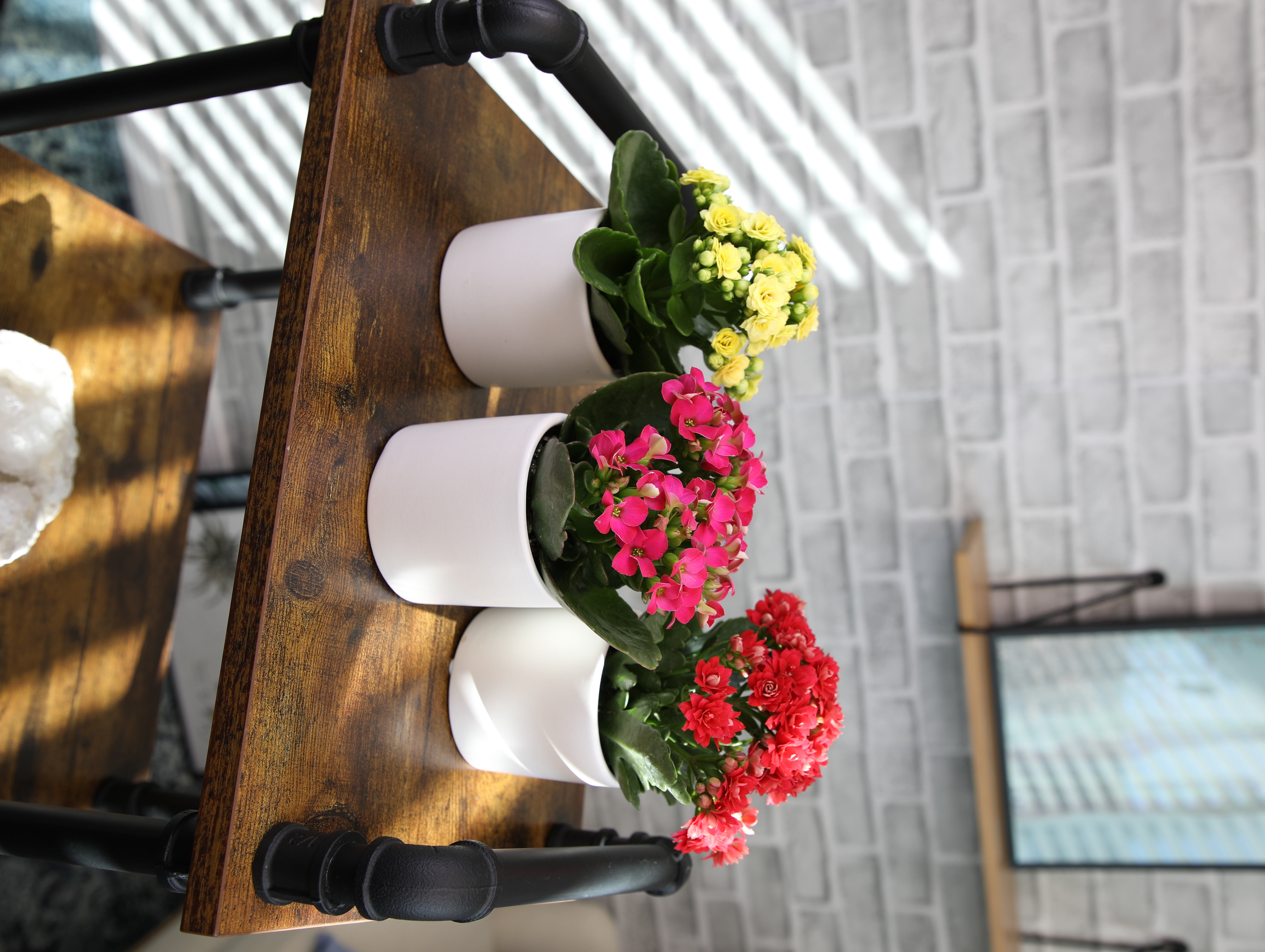 Blooming Kalanchoe Décor | 3 Live Succulent Plants in 2.5" White Planters | Element by Altman Plants