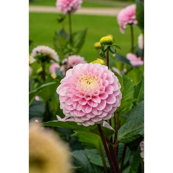 Wizard of Oz Pompon Dahlia - #1 Size Root Clump - Soft Pink!